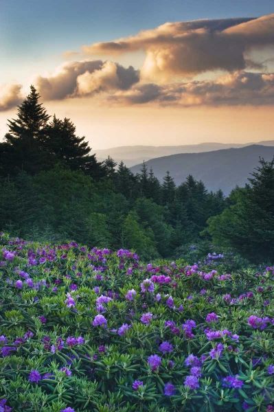 North Carolina Rhododendrons in the mountains